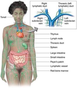 Diagram of the human lymphatic system and lymphatic vessels