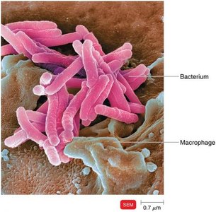 Macrophage engulfing rod-shaped bacteria