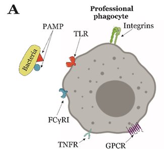 Diagram of a professional phagocyte with TLRs and other receptors recognizing PAMPs on bacteria