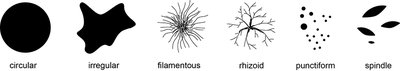 Colony form types: circular, irregular, filamentous, rhizoid, punctiform, spindle