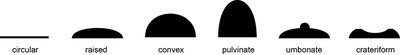 Colony elevation types: flat, raised, convex, pulvinate, umbonate, crateriform
