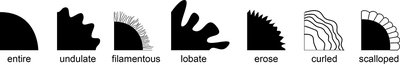 Colony margin types: entire, undulate, filamentous, lobate, erose, curled, scalloped