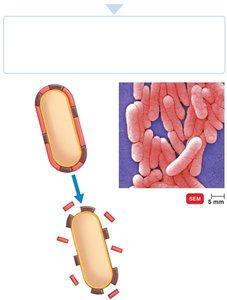 Endotoxin release from gram-negative bacteria