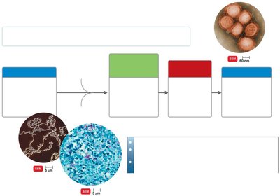 Microbial mechanisms of pathogenicity summary diagram