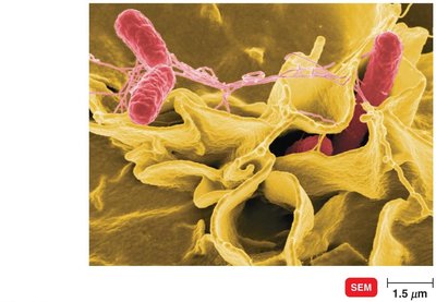 Salmonella entering host cells via membrane ruffling