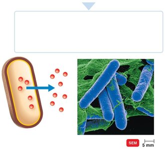 Exotoxin release from bacteria