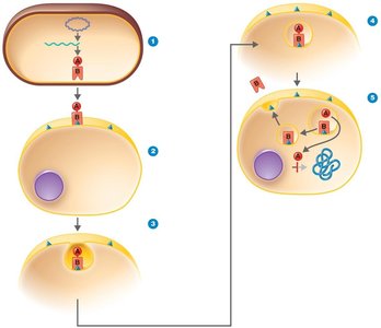 Mechanism of A-B exotoxin action