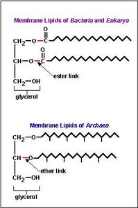 Membrane lipids of Bacteria, Eukarya, and Archaea