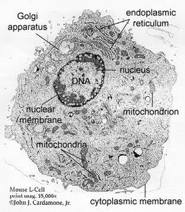 Eukaryotic cell structure