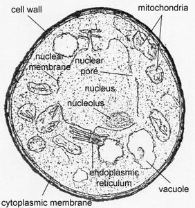 Eukaryotic cell with cell wall