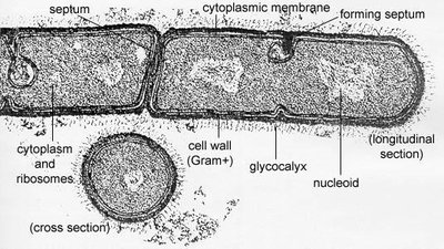 Prokaryotic cell structure (Bacillus megaterium)