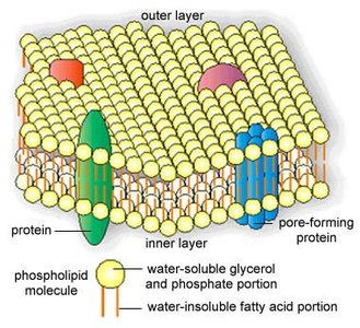 Diagram of a cytoplasmic membrane