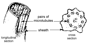 Structure of eukaryotic flagellum