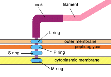 Insertion structure of flagella