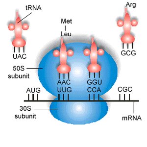 70S ribosome during translation