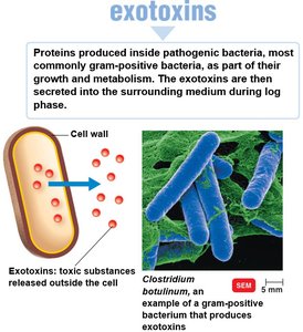 Mechanisms of exotoxins and endotoxins