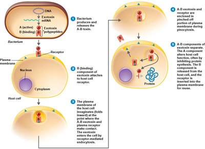 Action of an A-B exotoxin