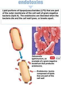 Mechanisms of exotoxins and endotoxins (2 of 2)