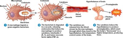 Endotoxins and the pyrogenic response