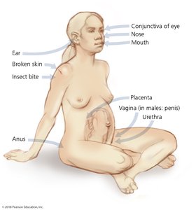 Routes of entry for invading pathogens