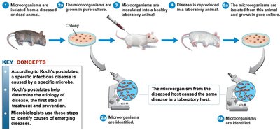 Koch's postulates illustrated