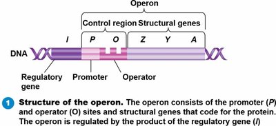 Structure of the operon