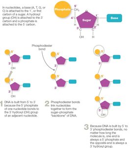 Phosphodiester bond formation and DNA directionality