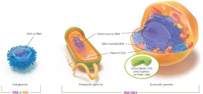 Comparison of viral, prokaryotic, and eukaryotic genomes