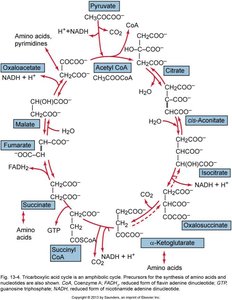 TCA cycle (Krebs cycle)
