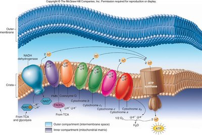 Electron transport chain and ATP synthase