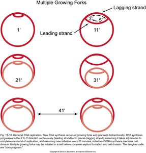 Bacterial DNA replication and growing forks