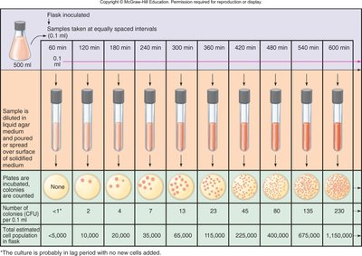Viable colony count and growth curve
