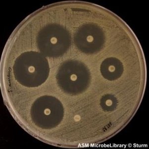 Mueller-Hinton agar