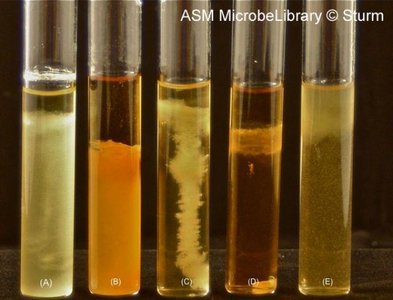 Oxygen requirements in thioglycolate broth