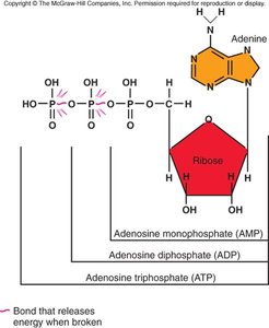 Structure of ATP and energy-releasing bond