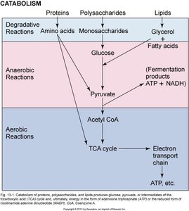 Catabolic pathways of proteins, carbohydrates, and lipids
