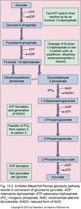 Steps of glycolysis