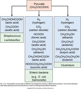 Fermentation pathways and products