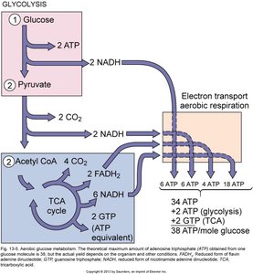 ATP yield from aerobic respiration