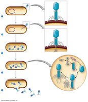 Lytic cycle of a T-even bacteriophage
