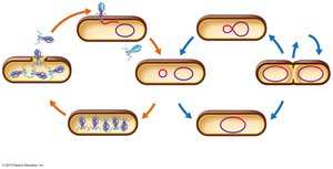 Lysogenic cycle of bacteriophage lambda in E. coli