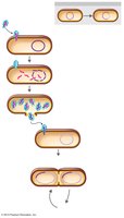 Generalized transduction by a bacteriophage