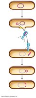 Specialized transduction by a bacteriophage