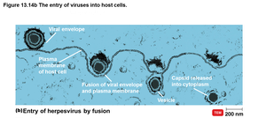 Entry of herpesvirus by fusion