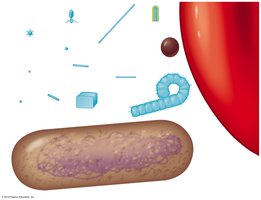 Comparison of virus sizes to bacteria and red blood cells