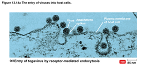 Entry of togavirus by receptor-mediated endocytosis