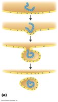 Release of enveloped virus by budding