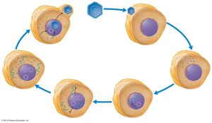 Replication of a DNA-containing animal virus