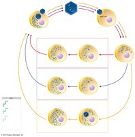 Key pathways of multiplication used by various RNA-containing viruses