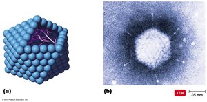 Polyhedral virus structure and electron micrograph